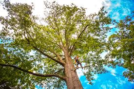 Best Root Management and Removal  in Mcalester, OK