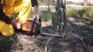 How Our Tree Care Process Works  in  Mcalester, OK