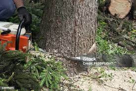 Best Leaf Removal  in Mcalester, OK