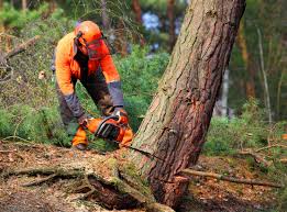 Best Tree and Shrub Care  in Mcalester, OK