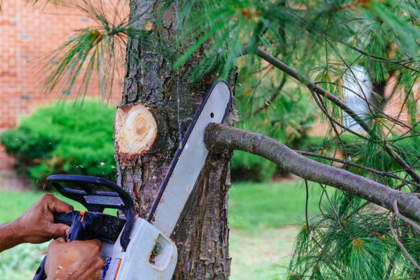 Best Tree Removal  in Mcalester, OK